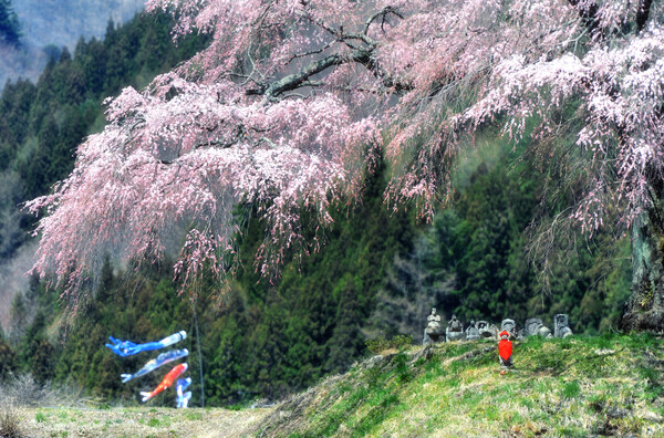 【花のある情景】 桜と地蔵尊