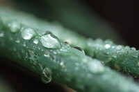 冷たい雨