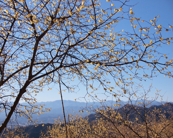 【花のある情景・冬】 蝋梅の咲く山