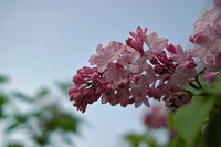 【おだやかに・・・春】　リラの花が咲きました