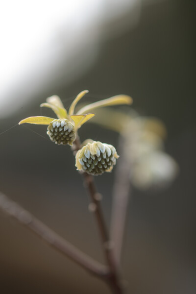 この時期　お花は？