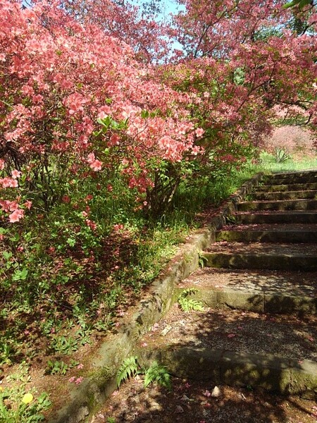 長峰公園の丘の道で見られた赤いツツジ