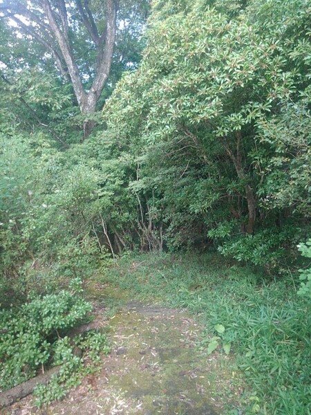 那須野が原公園の丘の自然に近い道