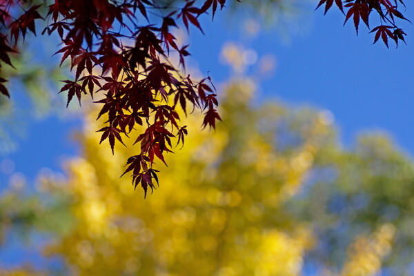 紅葉と黄葉と秋空と