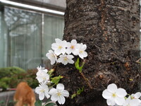 幹からも花