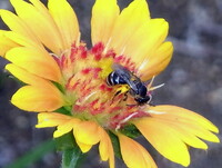 特攻花に蜂が