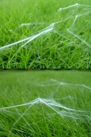 芝生に蜘蛛の巣