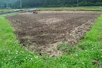 今年の減反水田を耕しました。