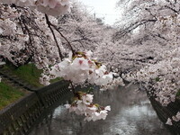 【香】桜満開２
