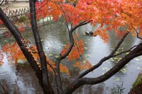 雨の紅葉池