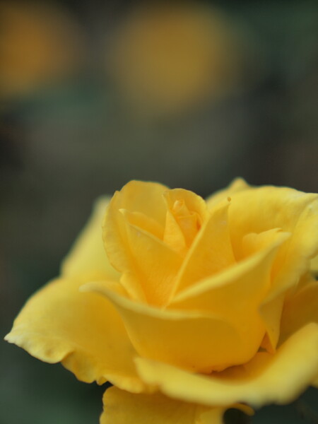 旧古河庭園・黄色いバラ