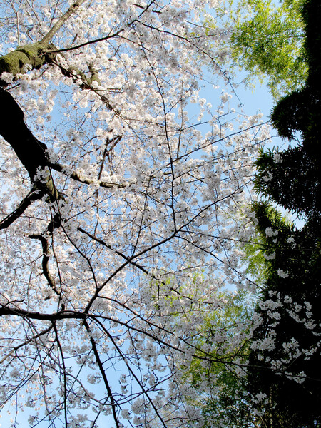 [おだやかに・・・・春]　桜と竹