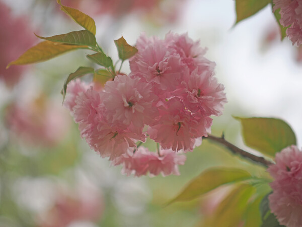 八重の桜