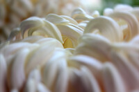 大輪の白菊