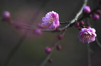 北野天満「梅園」