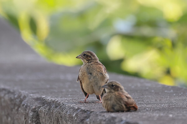 幼鳥の兄弟が居りました