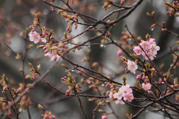 雨の中の河津桜