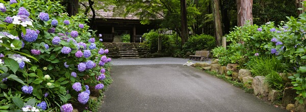 紫陽花寺