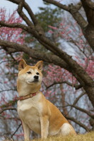 【花】そして君の瞳に写るもの