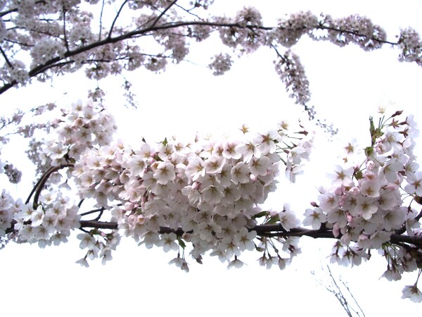 桜もそろそろぉ！
