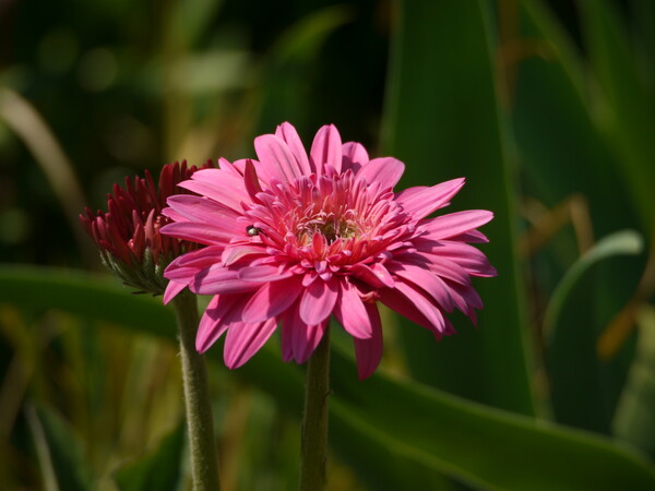 Olympus ZD75-300mmF4-5.6