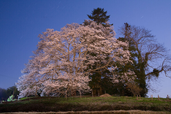 月光下の桜