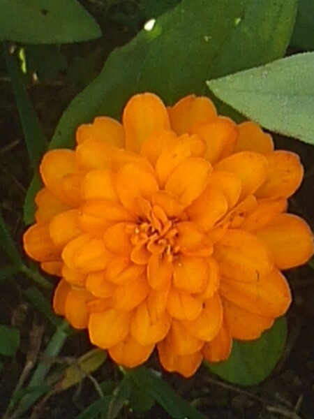 公園の花壇のオレンジ色の花