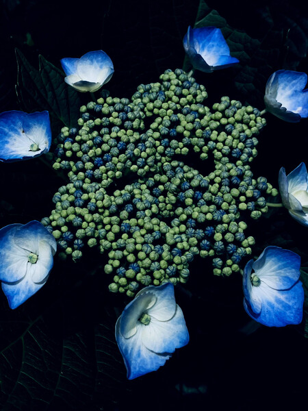 額紫陽花