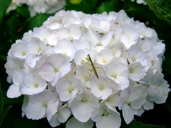 純白の紫陽花・・・