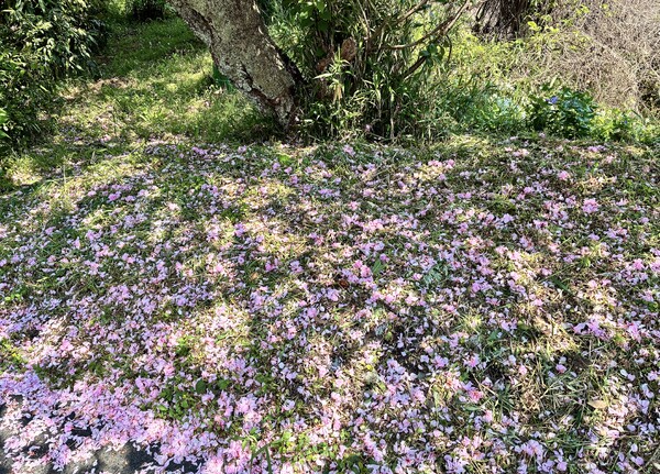 牡丹桜ー落葉