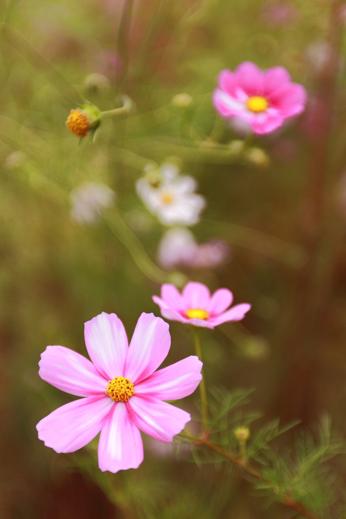 季節のお花Ⅲ