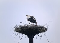 コウノトリ２