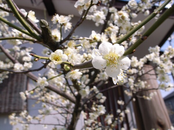 【春】は、お向かいからやって来た