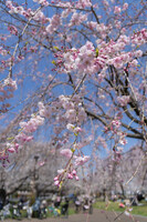枝垂桜も競演