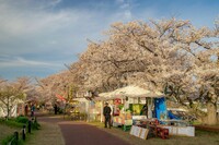 【花のある風景】桜祭り②