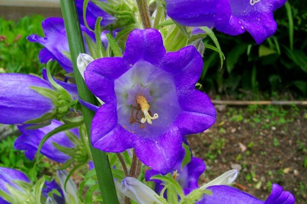 ホタルブクロ紫に良く似た花のアップ版