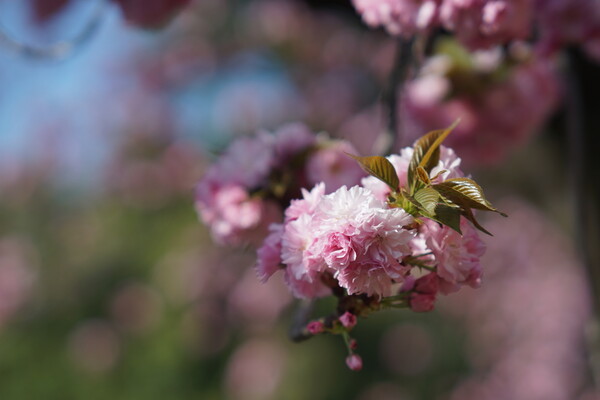 山門の八重桜