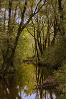 River as well woodland