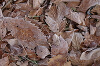 霜の枯れ葉