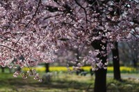 満開の高遠桜