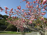 桜の季節が懐かしくなりました