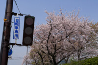 【桜花】日本中