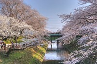 【淡彩】桜散策２