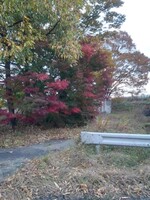 綺麗な紅葉のある道