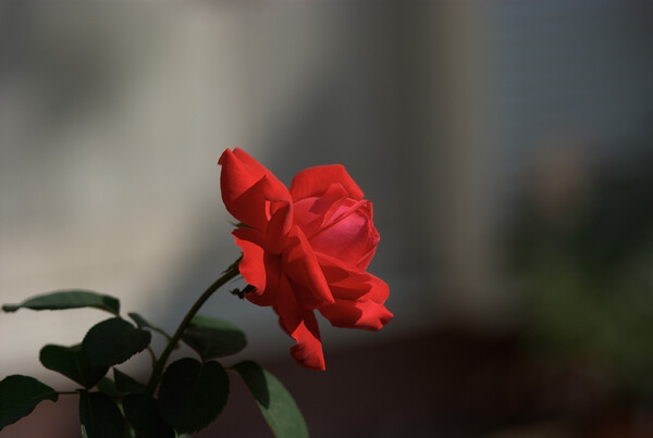 朝日を浴びる薔薇