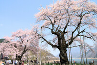 【清和】桜