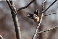 百舌鳥・・飛び出し