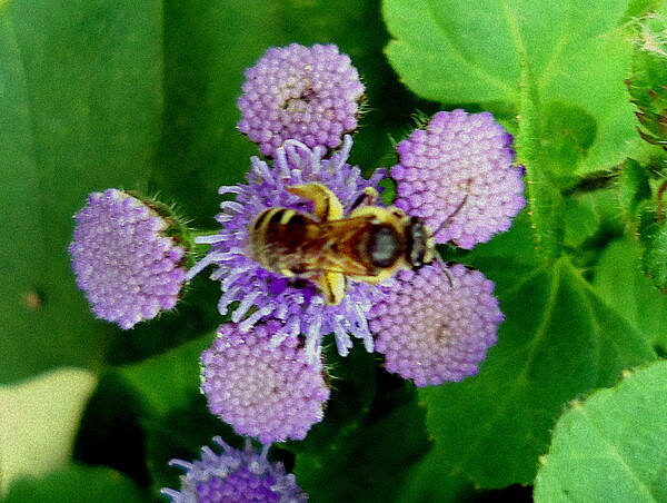 アゲタラムとミツバチ