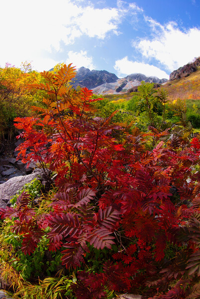 涸沢的紅葉 2009