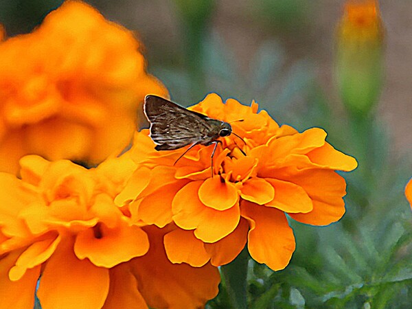 マリンゴールドにセセリ蝶が留まりました。